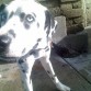 awww.. parece un thedog